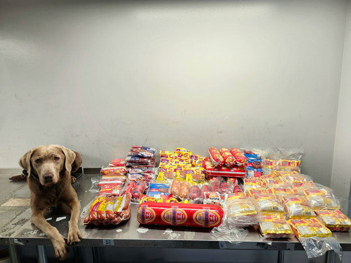 TSA dog resting beside a table full of confiscated packaged food items at the airport security checkpoint.