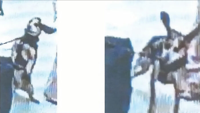 Airport security dog on leash facing passenger in a blurry image related to John Wick airport TSA dog incident.