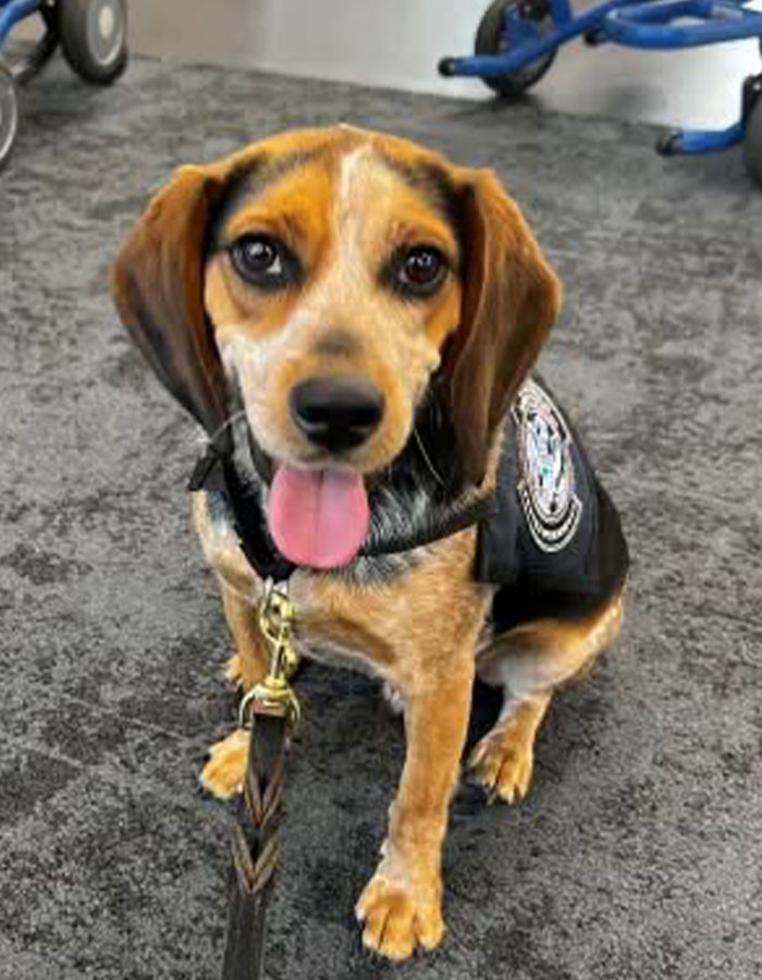 TSA dog sitting on airport floor with tongue out wearing service vest and leash attached to collar
