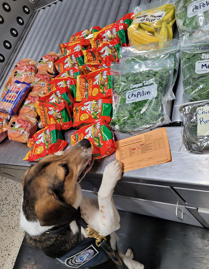 TSA dog searching packaged food and herbs at airport security checkpoint during passenger inspection.