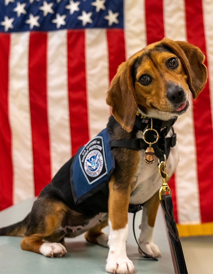 Beagle TSA dog in uniform sitting in front of American flag, representing airport security and enforcement.