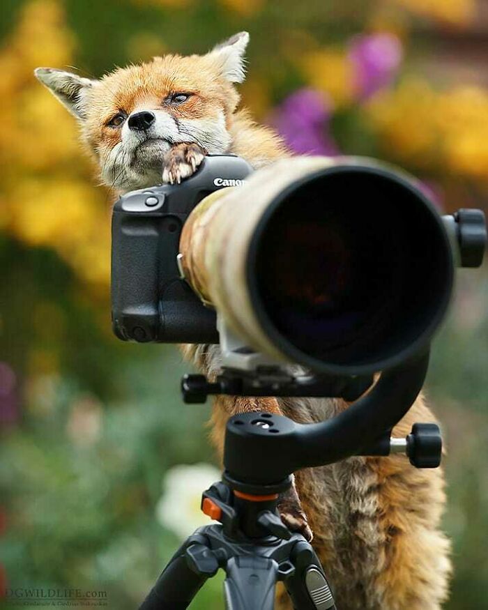 Fox playing with a wildlife photographer's camera lens on a tripod in a colorful outdoor setting.