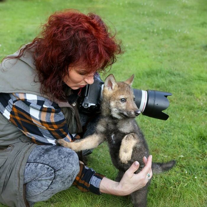 Wildlife photographer interacting with a young wild animal, capturing close moments while animals mess with photography.
