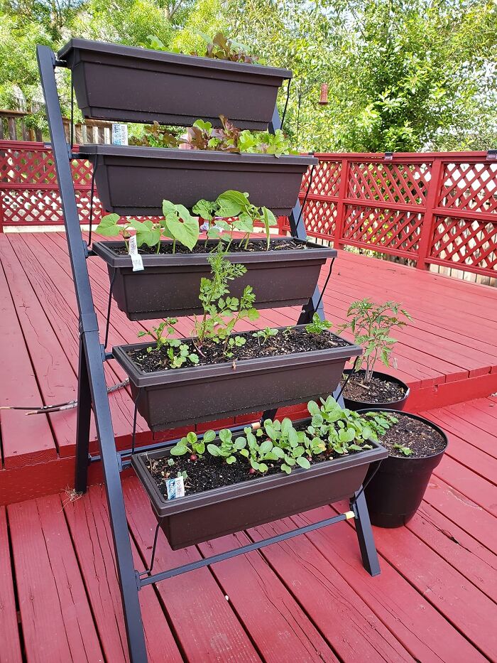 Tiered planter stand with various seedlings growing in black gardening containers on a red wooden deck, showcasing outdoor oasis vibes.