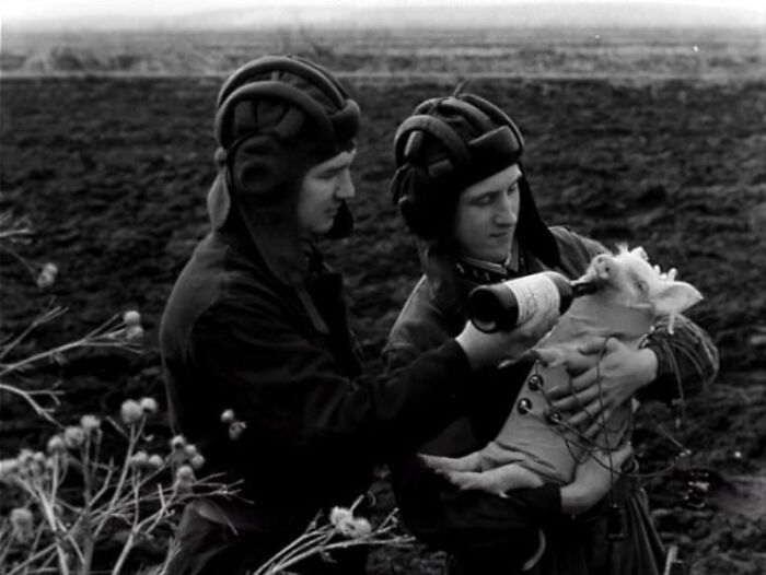 Two men in vintage pilot helmets pour a drink for a piglet in a historical black and white photo from history.
