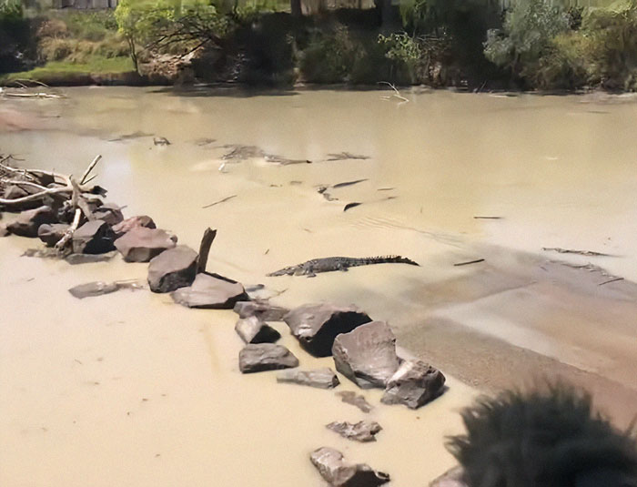 Man and child fishing on seemingly quiet river with crocodile resting on rocks nearby in murky water. Man and child fishing on seemingly quiet river with crocodile resting on rocks nearby in murky water.
