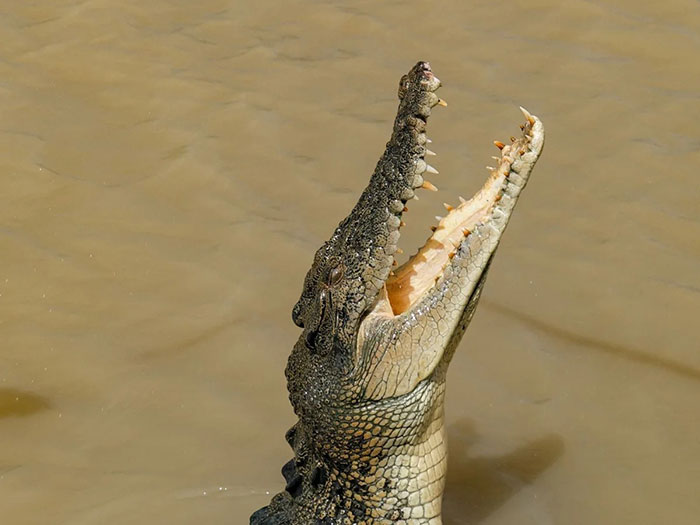 Crocodile rising from murky river water near man and child fishing sparks heated reactions online. Crocodile rising from murky river water near man and child fishing sparks heated reactions online.