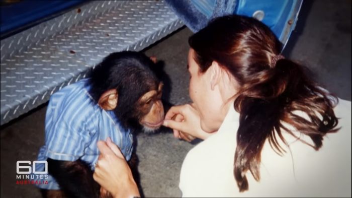 Woman interacting with chimpanzee before attack that led to face transplant, revealing appearance 16 years later.
