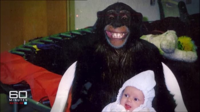Chimpanzee with a baby, related to woman whose face was torn apart by chimpanzee and face transplant story.