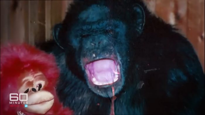 Chimpanzee shown in close-up with mouth open, related to woman whose face was torn apart by chimpanzee case.