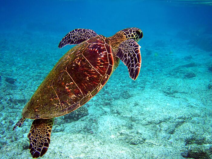 Sea turtle swimming underwater over coral reef, illustrating surprising foods banned in the USA related to wildlife protection.