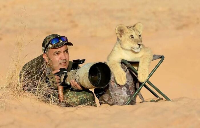 Wildlife photographer lying in sand with a lion cub resting on a chair, capturing animal behavior up close in the desert.