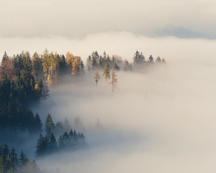 Forest trees emerging through dense morning fog in a stunning color photography scene showcasing natural beauty.