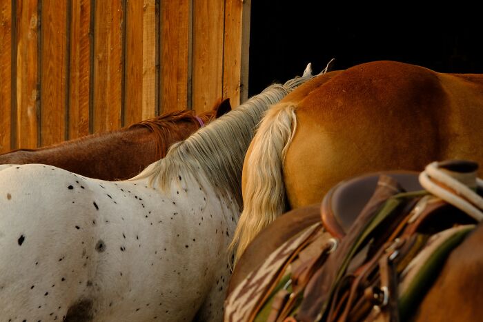 Close-up of three horses with varied coat colors, showcasing vibrant details in stunning color photography winners.