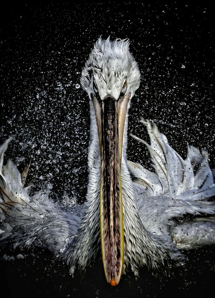 Close-up of a pelican splashing water, showcasing stunning color photography with detailed feathers and water droplets.