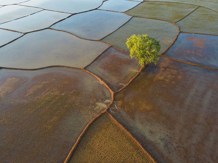 Aerial view of flooded fields divided by narrow embankments with a single green tree, showcasing stunning color photography.