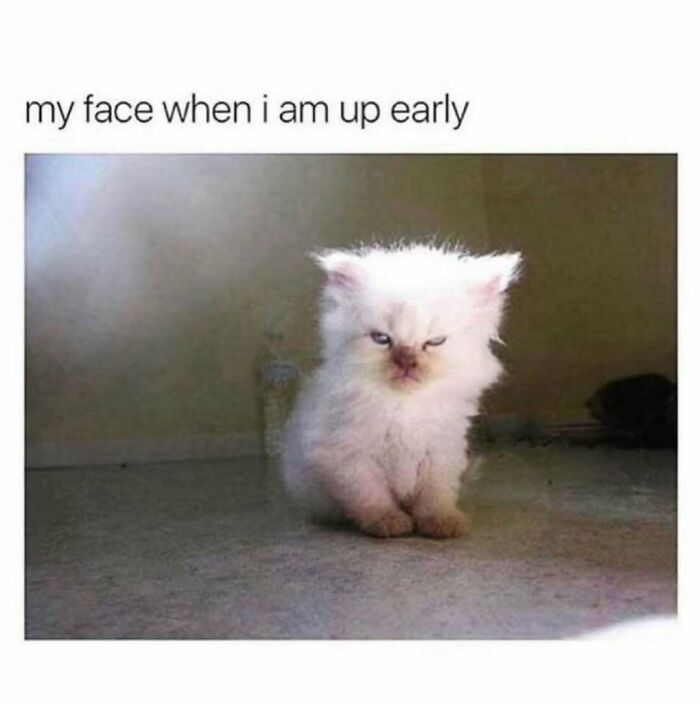 Grumpy fluffy white kitten illustrating relatable energy in a hilarious meme about being up early and tired.