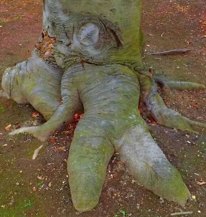 Tree roots resembling an elephant trunk and face, showcasing a bizarre nature and animal fact in the outdoors.