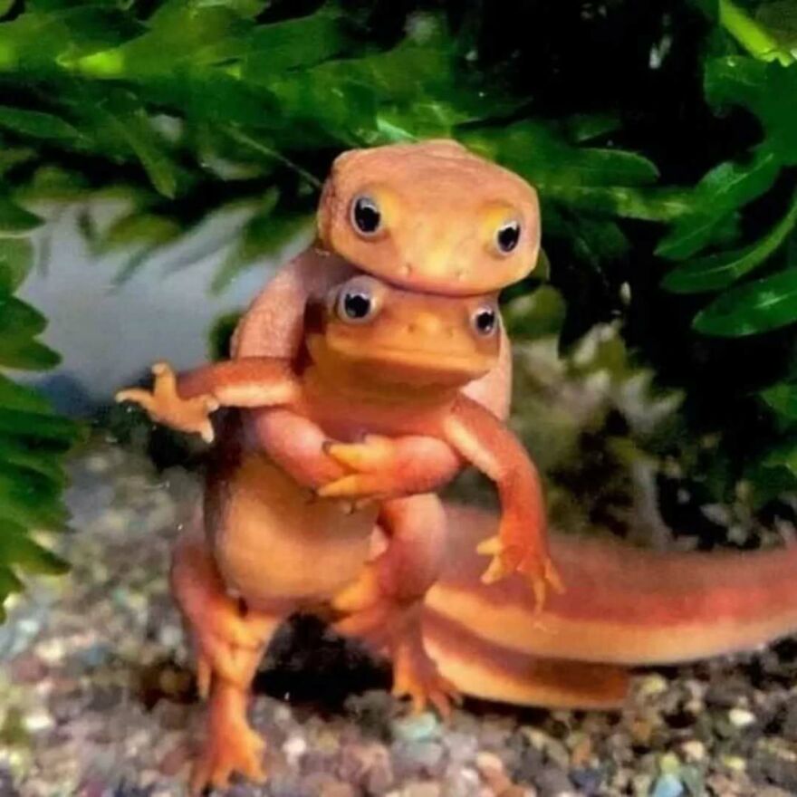 Two bizarre yet hilarious salamanders appearing to do a double take while one hugs the other underwater.