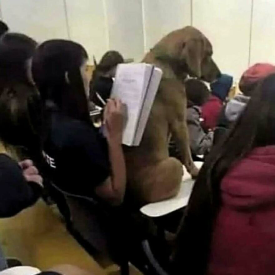 Dog sitting on a classroom desk among students, a bizarre yet hilarious pic that might make you do a double take.