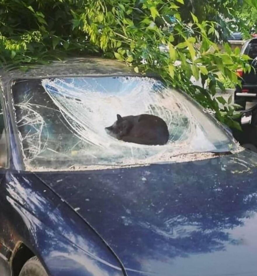 Black cat curled up on a severely c*****d car windshield surrounded by tree branches in a bizarre and hilarious scene.
