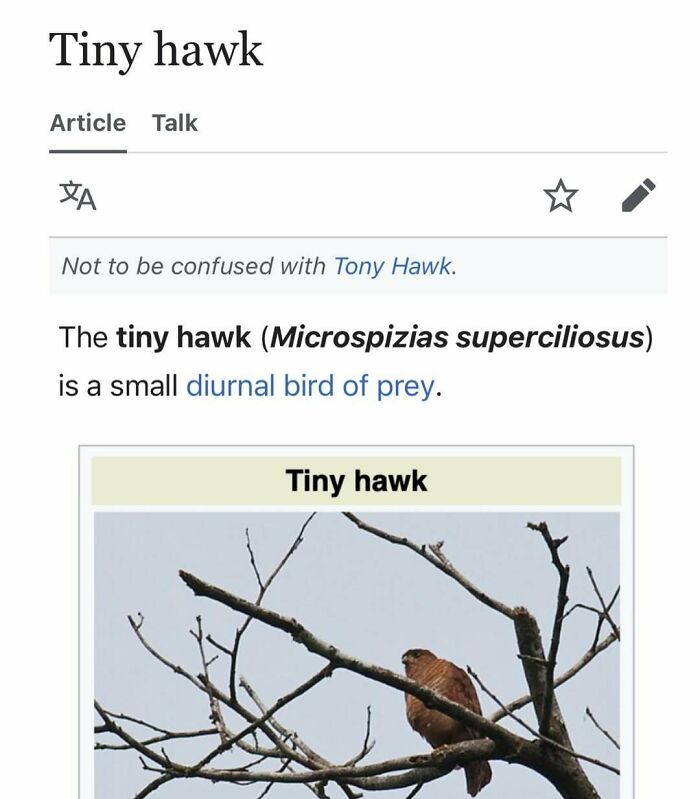 Wikipedia snippet showing tiny hawk perched on tree branch, part of funny and interesting snippets from random articles.