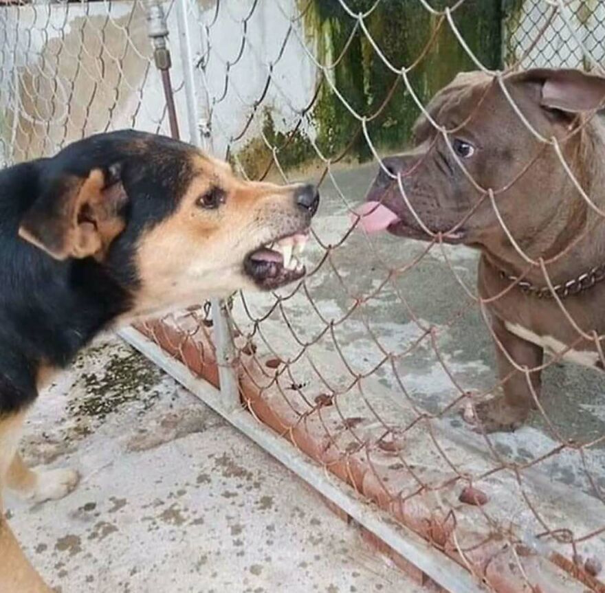 Two dogs on opposite sides of a metal fence, one snarling with teeth showing and the other sticking out its tongue in a bizarre yet hilarious moment.