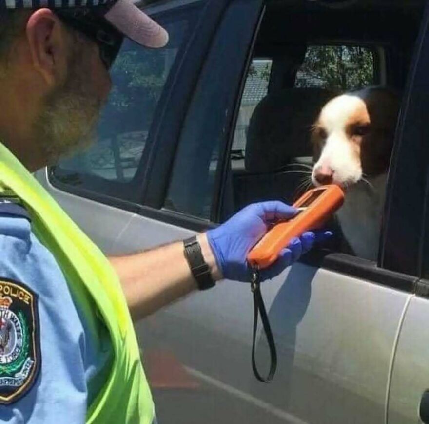 Police officer holding a breathalyzer device towards a dog sitting in a car, a bizarre yet hilarious moment captured.