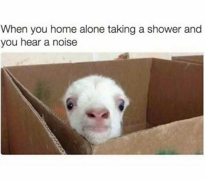 Goat peeking nervously from a cardboard box, capturing relatable energy of hearing a noise while home alone in the shower.