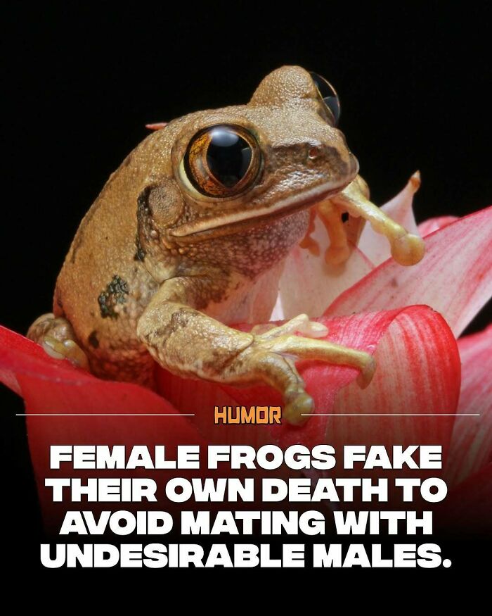 Close-up of a frog on a red flower illustrating interesting facts to satiate new knowledge cravings.