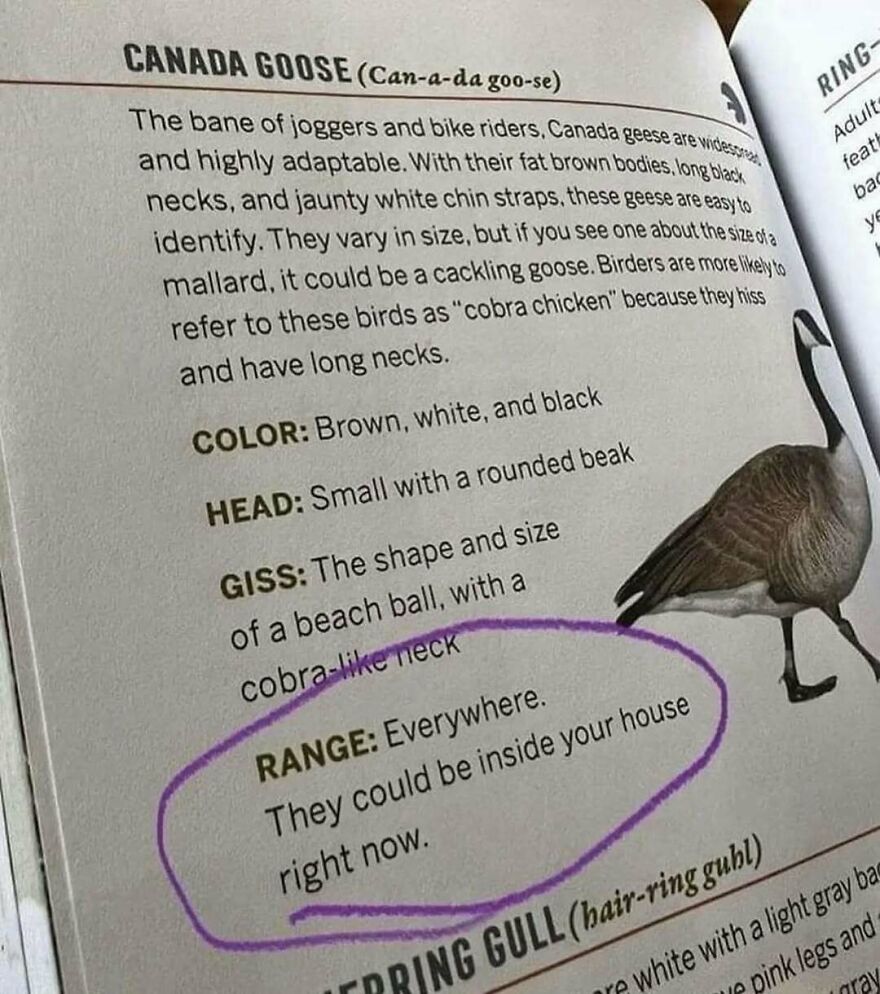 Close-up of a quirky bird guide page highlighting bizarre goose facts that might make you do a double take.