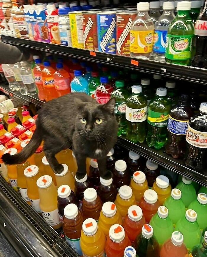Black cat standing on colorful bottles in a beverage cooler, showcasing a quirky nature, animals, and random fun facts moment.