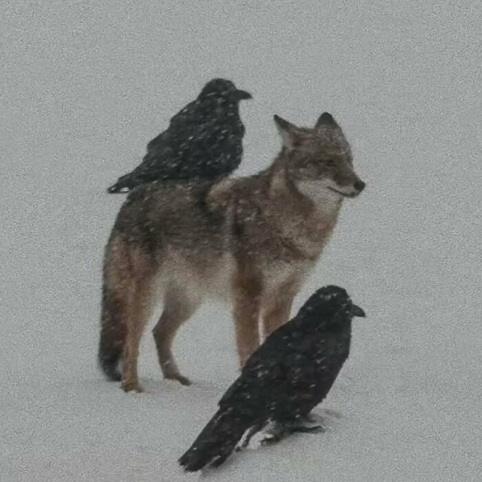 A coyote standing in snowy nature with two black ravens, showcasing unique animal behavior and nature interaction.