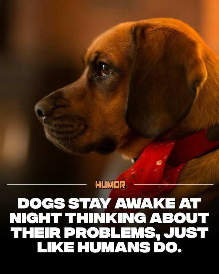 Profile of a brown dog wearing a red collar, illustrating facts to satiate brain craving new knowledge about animals.