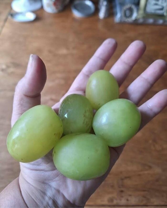 Hand holding unusually large green grapes, showcasing a bizarre nature and animals fun fact.