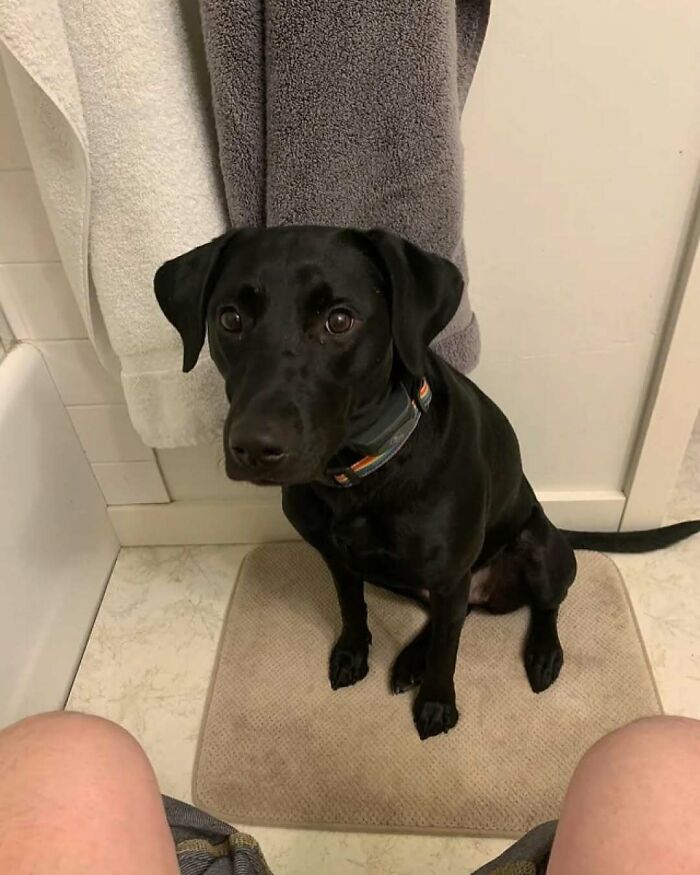 Black dog sitting on a bathroom mat looking up, showcasing nature and animals in a home setting.