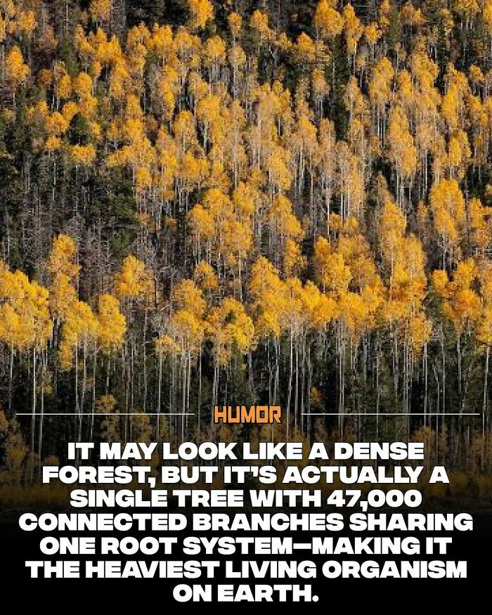 Dense forest image illustrating a single tree with 47,000 connected branches sharing one root system for new knowledge facts.