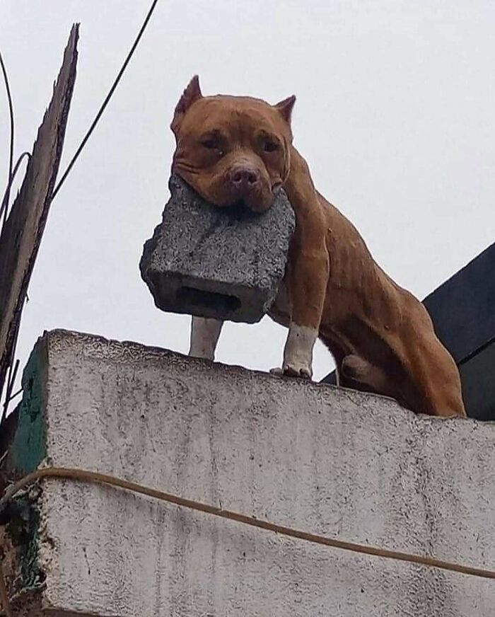 Dog holding a heavy concrete block in its mouth while standing on a rooftop, showcasing strength and unusual behavior.