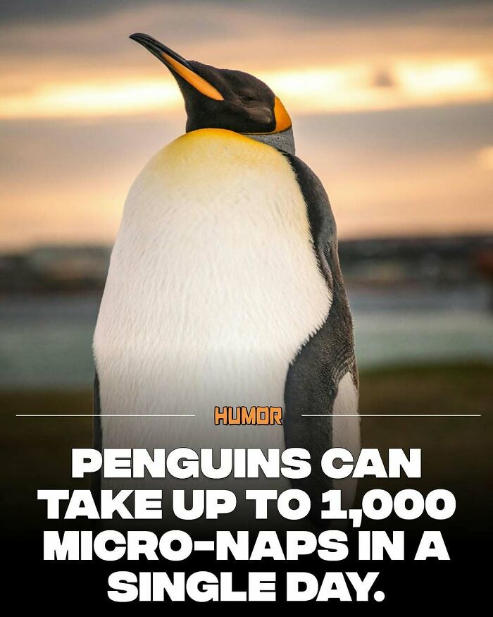 Penguin fact highlighting unique micro-naps behavior, perfect for those craving new knowledge and interesting facts.