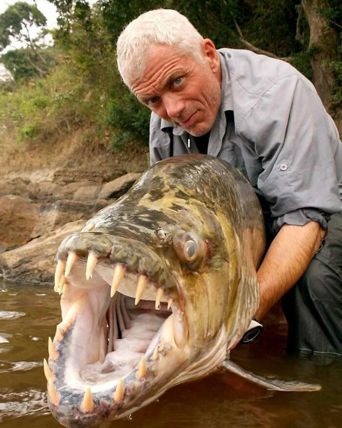 Man holding a large predatory fish with sharp teeth in a river, showcasing nature and animal facts.