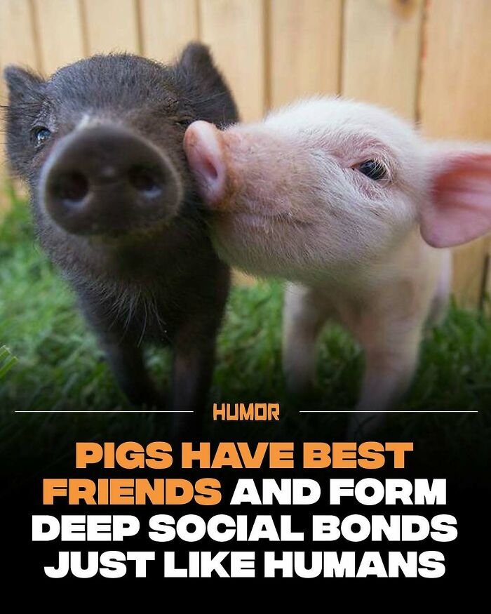 Two pigs nuzzling each other illustrating facts that satisfy brain craving new knowledge about social bonds.
