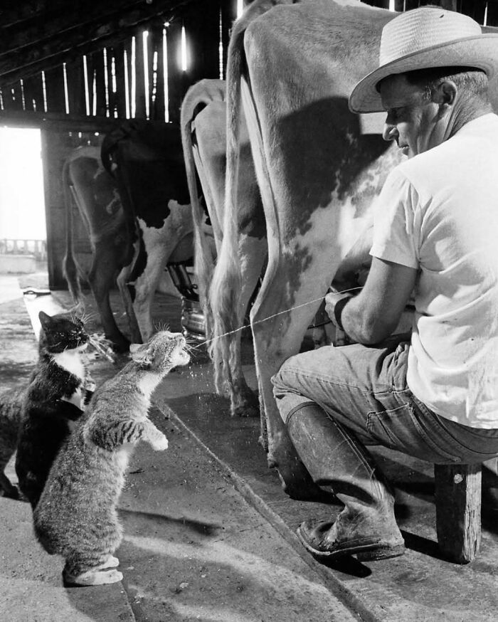 Two cats drinking milk from a man milking a cow inside a barn in a quirky history moment.