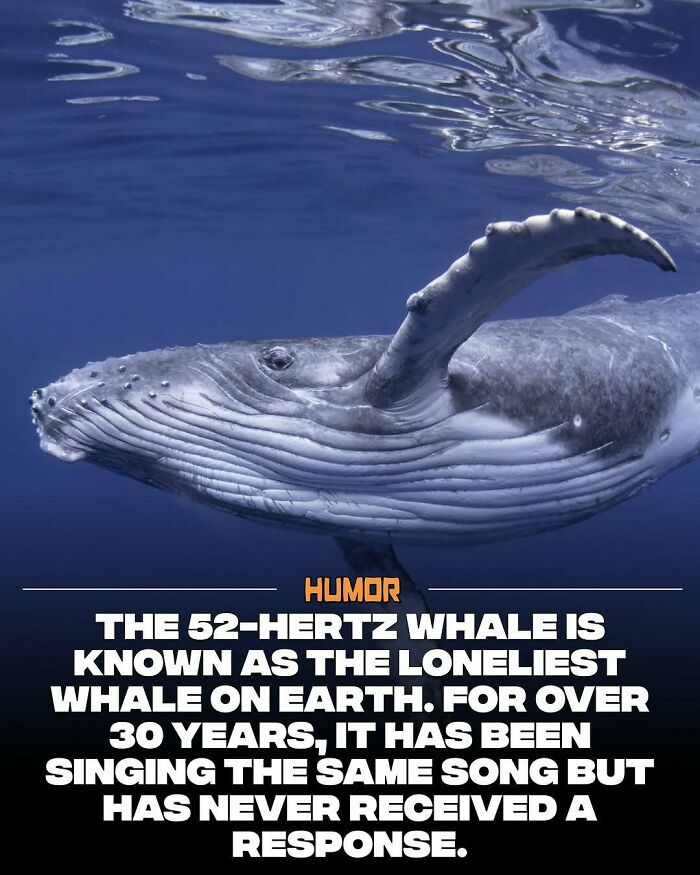 Humpback whale known as the loneliest whale, singing a 52-hertz song with no response, intriguing brain craving new knowledge fact.