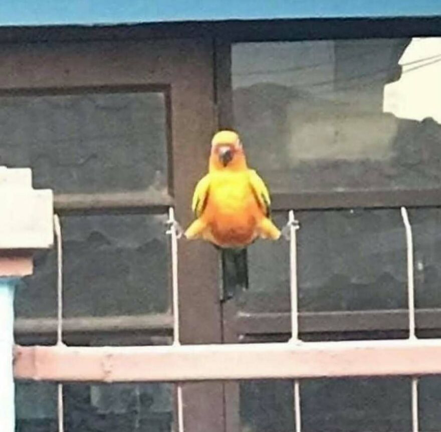 Bright yellow bird appearing to levitate bizarrely on a wire, creating a hilarious and unusual visual double take.