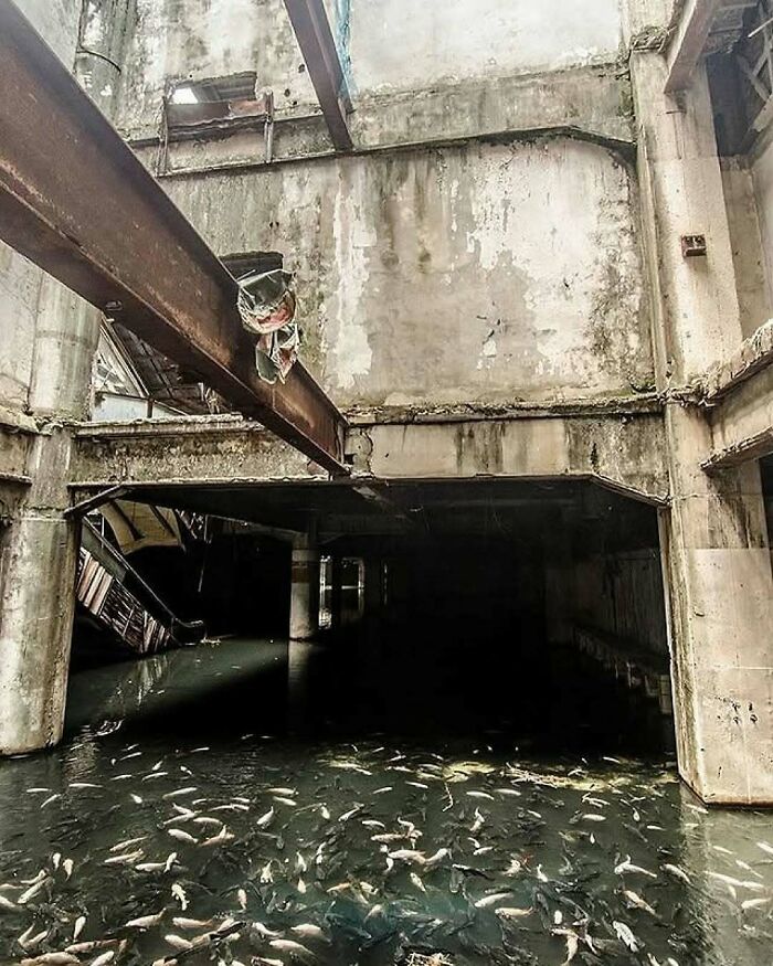 Fish swimming in murky water under a decaying concrete structure showcasing nature and animals in urban decay.