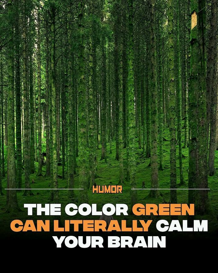 A dense green forest background with text about how the color green can calm your brain and aid new knowledge.