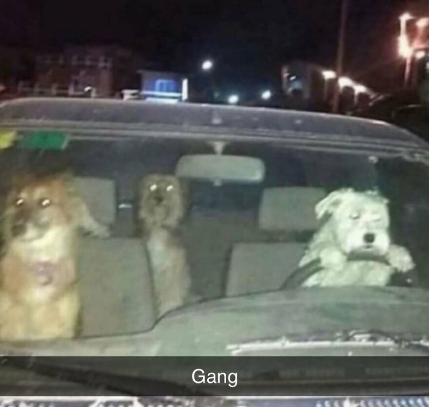 Three dogs sitting inside a car at night, with one dog appearing to drive, a bizarre yet hilarious pic.