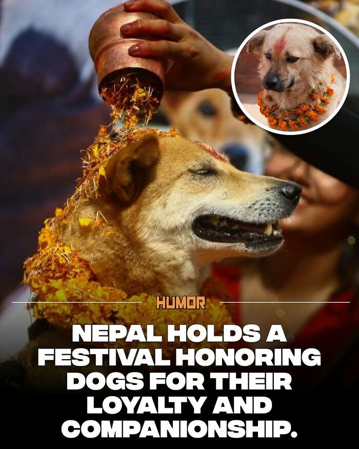 A dog being honored with marigold flowers during a Nepal festival, showcasing facts for new knowledge cravings.