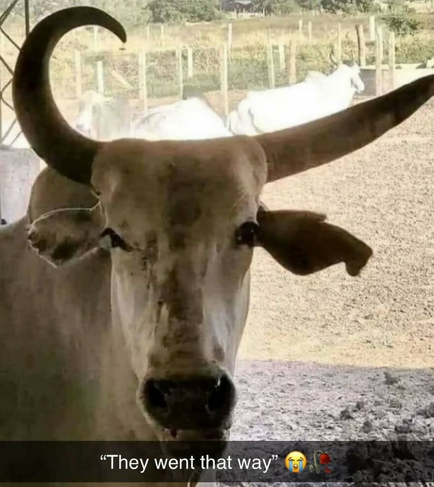 Cow with one horn curving inward and the other extending straight, creating a bizarre yet hilarious visual effect.