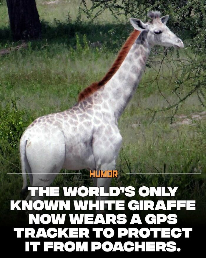 A rare white giraffe wearing a GPS tracker in the wild to protect it from poachers and preserve wildlife facts.